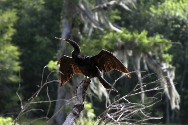 Wakulla Springs State Park, Florida benekli bir Ahinga