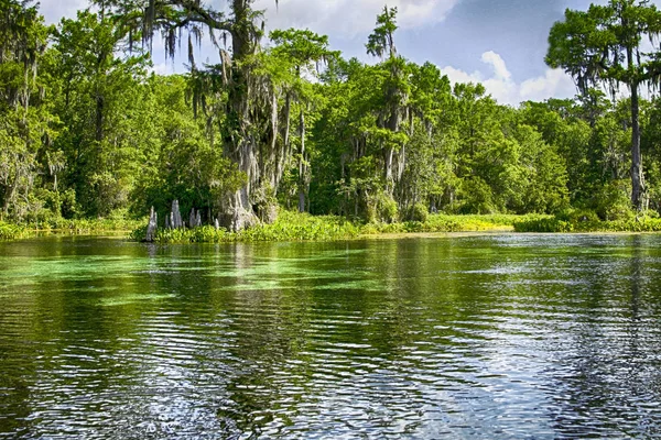 在佛罗里达州瓦库拉斯普林斯州立公园的一条河中漂流 免版税图库图片