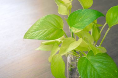 pot ahşap masa arka plan kopya alanı ile