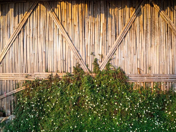 Güzel ve doğal bambu çit ya da duvar arkaplanı — Stok fotoğraf