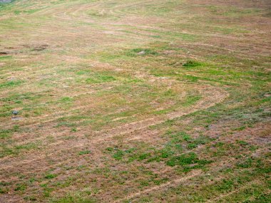 Yerde yeşil çimenler Kum çizgisi ile