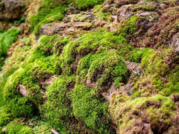 Felce Muschio Piccola Pianta Che Cresce Alberi Rocce — Foto Stock