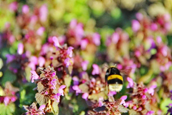 Bumblebee flies over flowers. Camera model Canon EOS 600D. Aperture f/5.6. Shutter speed 1/1600 s. The focal length 135 mm.