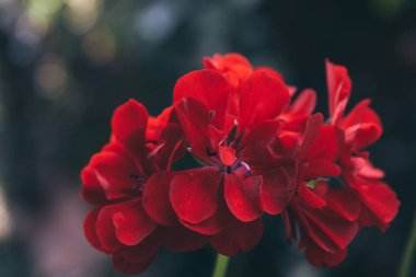 kırmızı çiçekler