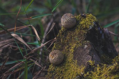 Ormandaki yosunlarda iki küçük mantar