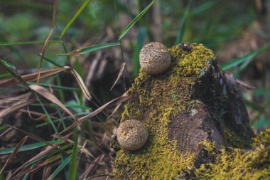 Ormandaki yosunlarda iki küçük mantar