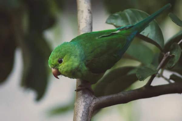 Plain Parakeet — Stock Photo, Image
