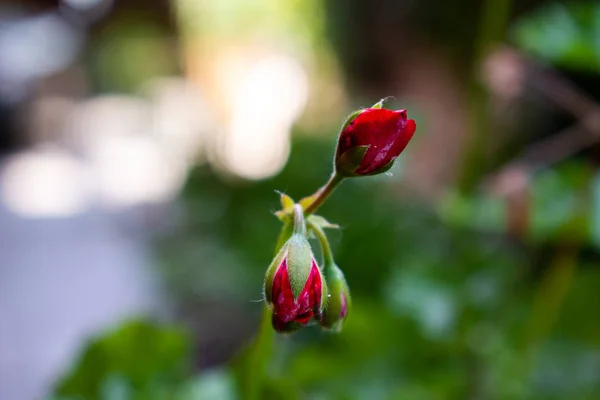 성장 꽃 — 스톡 사진