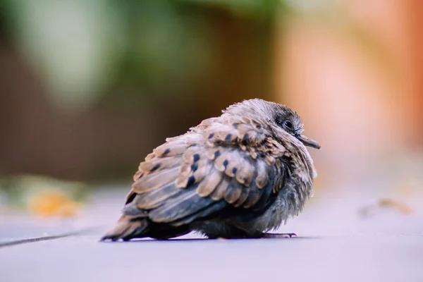 Yavru kuş — Stok fotoğraf