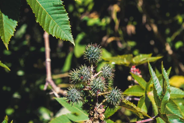 Плоды Ricinus Communis Солнечный День — стоковое фото