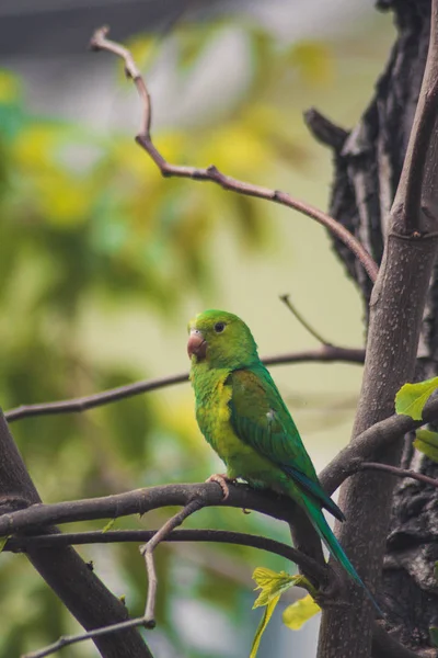 Perico liso — Foto de Stock