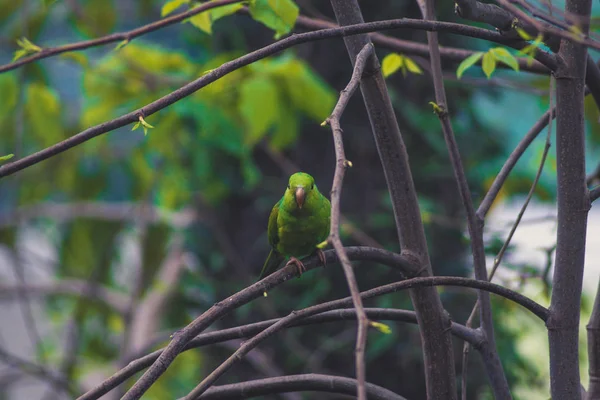 Plain Parakeet — Stock Photo, Image