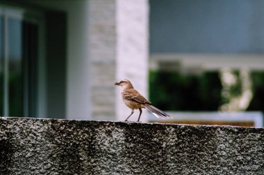 Tebeşir kaşlı alaycı kuş
