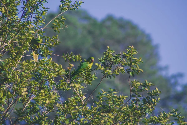 Perico Ojos Blancos Sentado Árbol — Foto de Stock