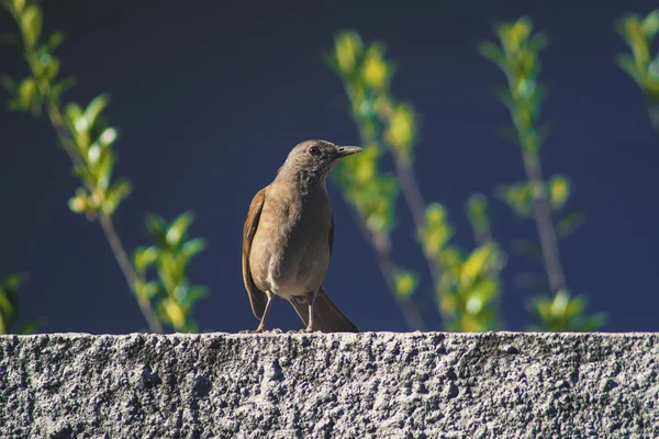 Tordo dal petto pallido — Foto Stock