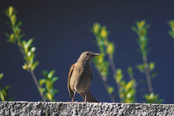Pale-breasted thrush — Stock Photo, Image