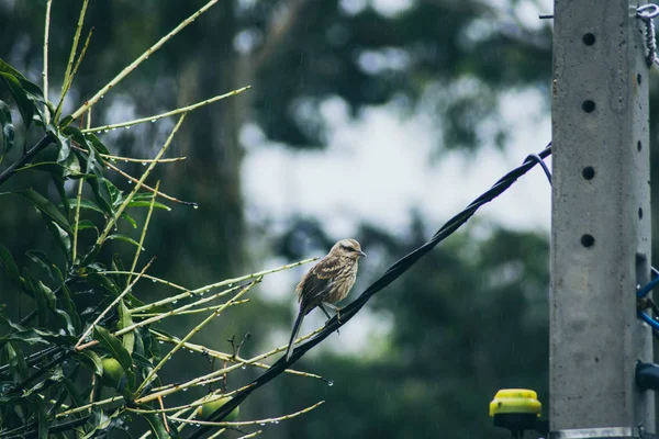 Krijt-browed mockingbird — Stockfoto