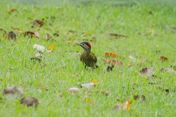 Pájaro carpintero de barra verde — Foto de Stock