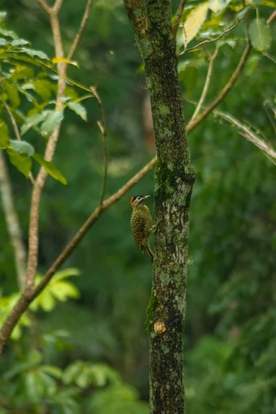 Pájaro carpintero de barra verde — Foto de Stock