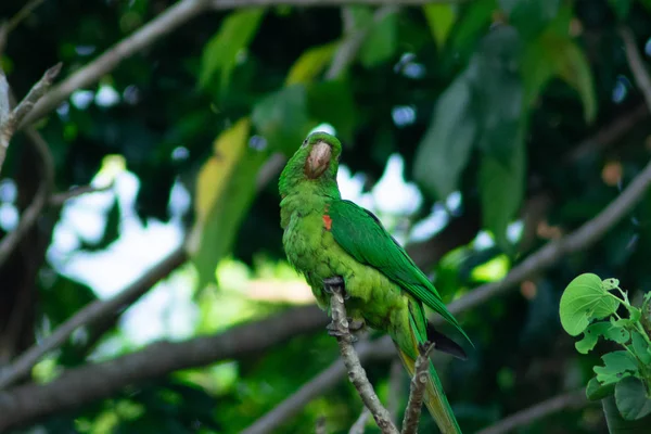 White-eyed parakeet — Stock Photo, Image