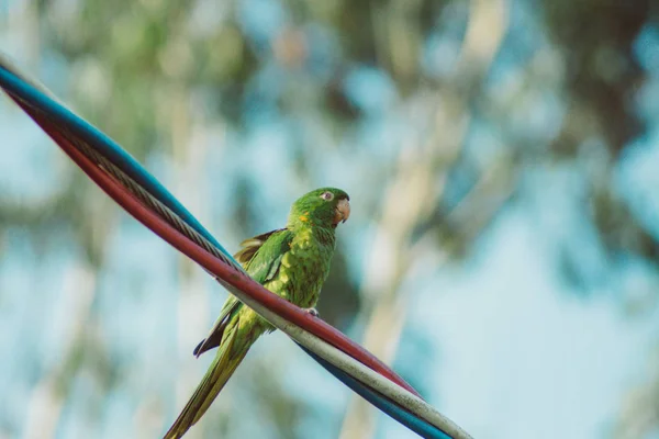 White-eyed parakeet — Stock Photo, Image