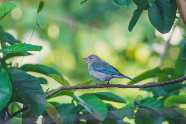 Sayaca Tangaren — Stockfoto