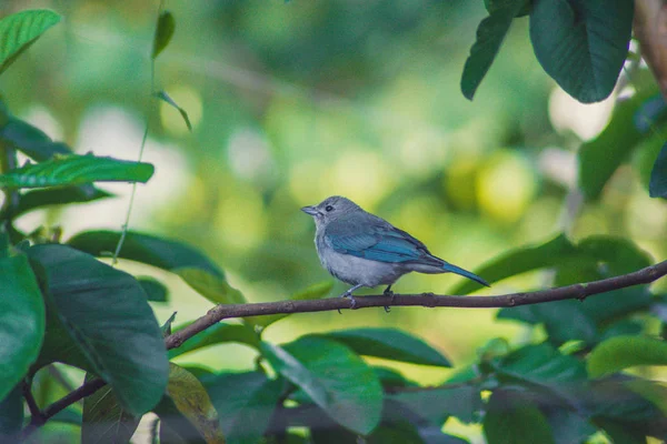 Tanager de Sayaca — Fotografia de Stock