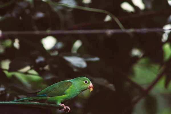 Plain Parakeet — Stock Photo, Image