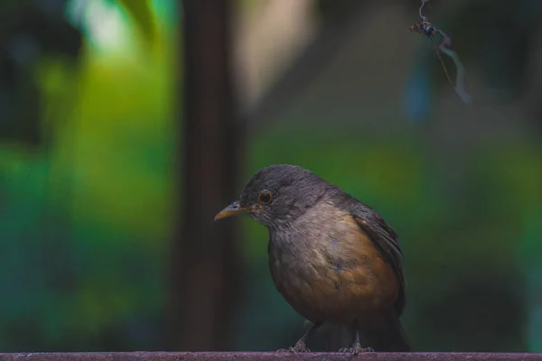 Sabia-laranjeira - Rufous Bellied rigó — Stock Fotó