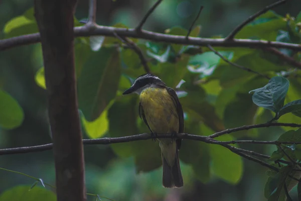 Grande kiskadee — Fotografia de Stock