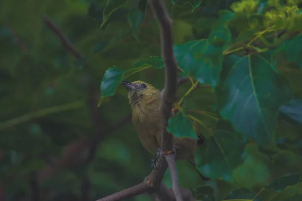A little Palm tanager sitting on the branch of the tree looking for food — Stock Photo, Image