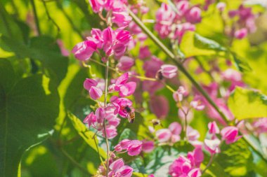 Arı işini yapıyor.