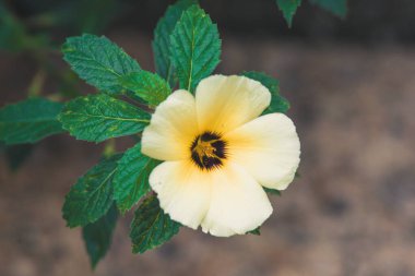 beyaz ve sarı çiçek