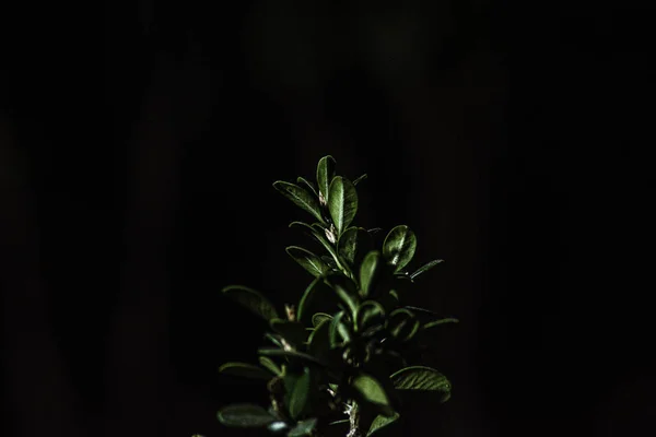 Зеленый куст — стоковое фото