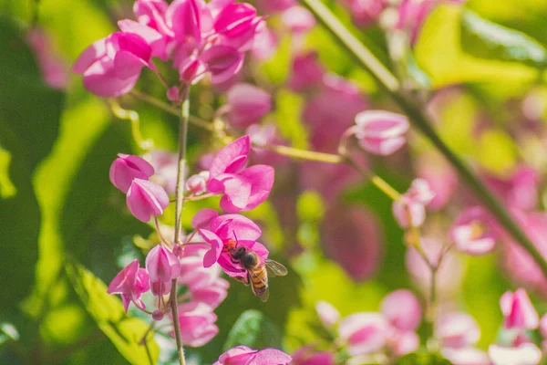Bee Doing Its Job — Stock Photo, Image