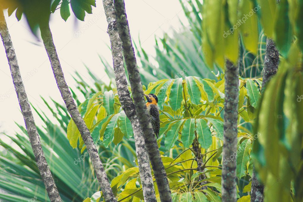 Campo flicker bird