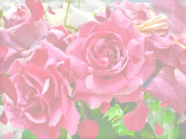  Sevgililer Günü, Dostluk, Kadınlar Günü ve doğum günü tebrik kartı alıntıları. Mesaj günü, kart arkaplan, çiçek, pembe beyaz güller, mercan çiçekleri, fotokopi alanı, romantik mavi, mutlu pembe çiçekler. 