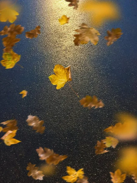 Осенние Листья Тротуаре Освещаются Вечерним Светом Города Отражение Старом Тротуаре — стоковое фото
