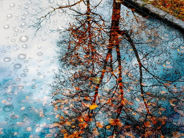 Herbst Blätter Auf Dem Bürgersteig Beleuchtet Durch Stadt Abendlicht Reflexion — Stockfoto