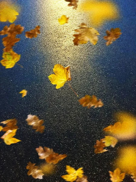 Folhas Outono Calçada Iluminada Pela Luz Noite Cidade Reflexão Sobre — Fotografia de Stock