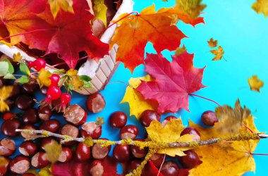 Sonbahar arkaplan rengi sarı yapraklar kırmızı güller kestaneler mavi erikler çiçekli güzel doğa soyut mevsim beyaz mavide güzel yaşam alanı kopyalama