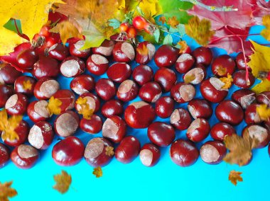 Sonbahar arkaplan rengi sarı yapraklar kırmızı güller kestaneler mavi erikler çiçekli güzel doğa soyut mevsim beyaz mavide güzel yaşam alanı kopyalama