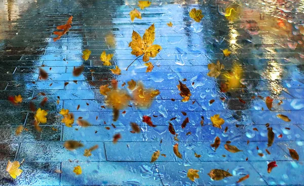 Wet Asphalt City Night Raindrops Water Reflection Autumn Leaves Fall — Stock Photo, Image