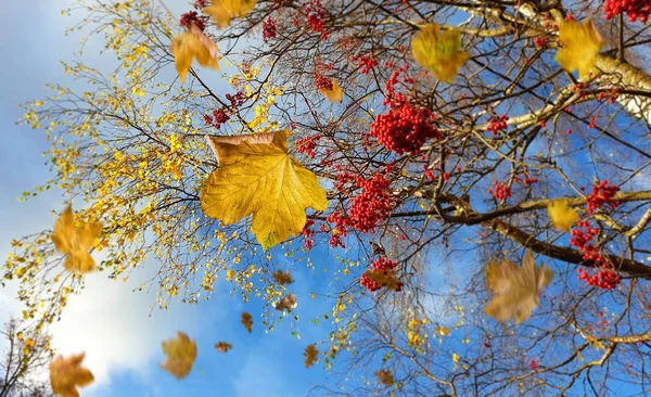 Herbst Hintergrund Bunt Gelb Blätter Rot Rosen Kastanien Blau Pflaumen — Stockfoto