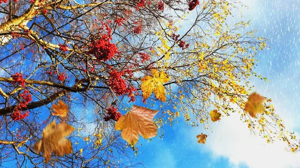 Herbst Hintergrund Bunt Gelb Blätter Rot Rosen Kastanien Blau Pflaumen — Stockfoto