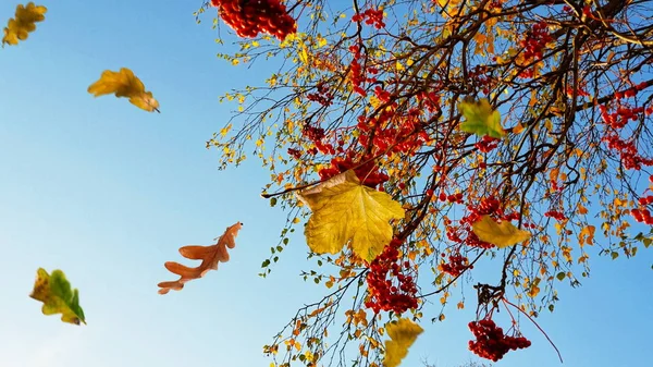 秋の背景カラフルな黄色の葉赤いバラ栗青い梅の季節花の美しい自然抽象的な季節美しいです白い青い静物画のスペース — ストック写真