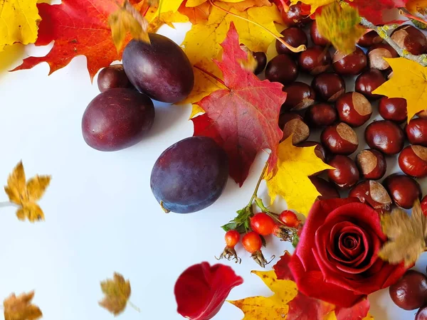Осенний Фон Красочные Желтые Листья Красные Розы Каштаны Голубые Сливы — стоковое фото