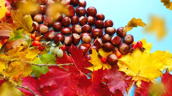 Herbst Hintergrund Bunt Gelb Blätter Rot Rosen Kastanien Blau Pflaumen — Stockfoto