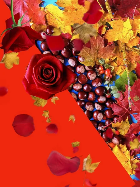 Jesienne Tło Kolorowe Żółte Liście Czerwone Róże Kasztany Niebieski Śliwki — Zdjęcie stockowe