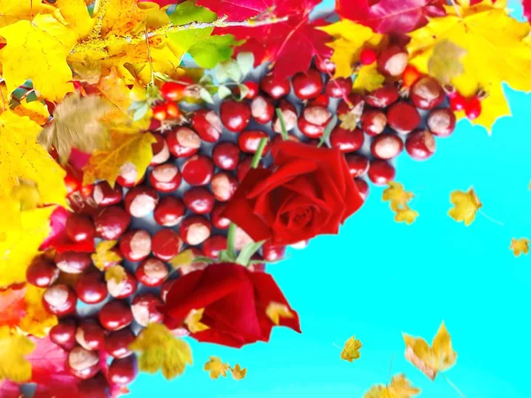 Jesienne Tło Kolorowe Żółte Liście Czerwone Róże Kasztany Niebieski Śliwki — Zdjęcie stockowe